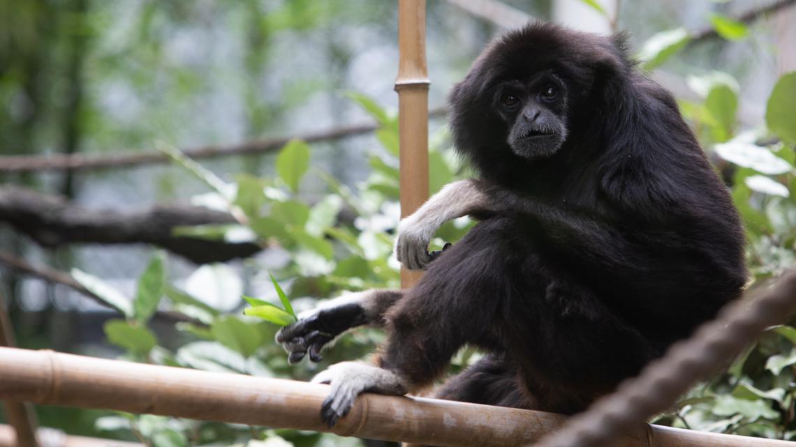 The Zoo Knoxville said "Queen Nipper" lived to be twice her expected lifespan and was a gift from renowned theatre director Clarence Brown to the zoo in 1974.