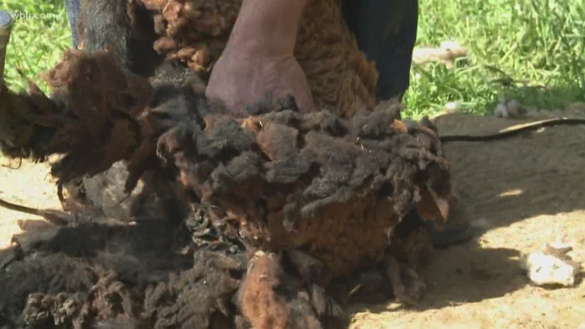 10News reporter Yvonne Thomas is live at the Museum of Appalachia for sheep shearing days!