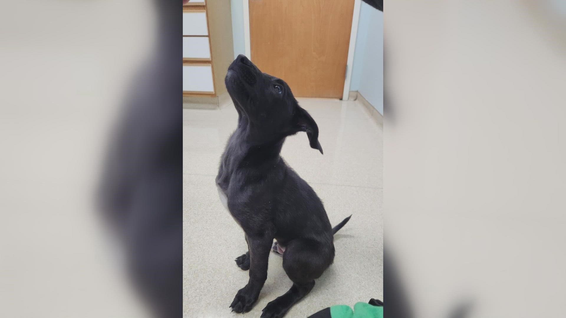 The Morgan Co. Mutts Rescue Center shared a photo of the puppy who is now in foster care. Officials said he's doing well, learning to trust and his legs are better.