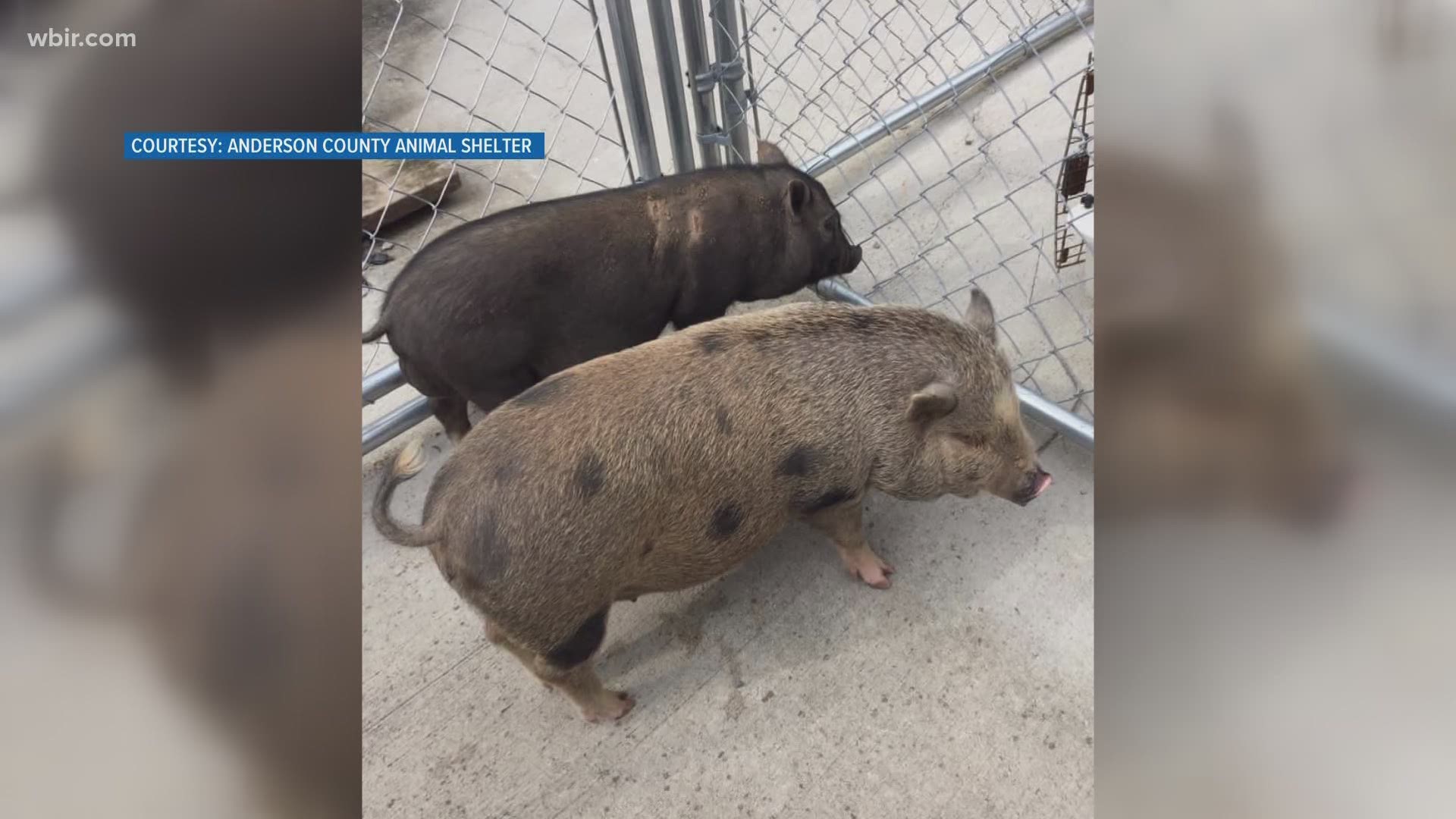 Anderson County Animal Shelter posted on Facebook it has two potbellied pigs looking for a home, and another two are at Young-Williams Animal Center.