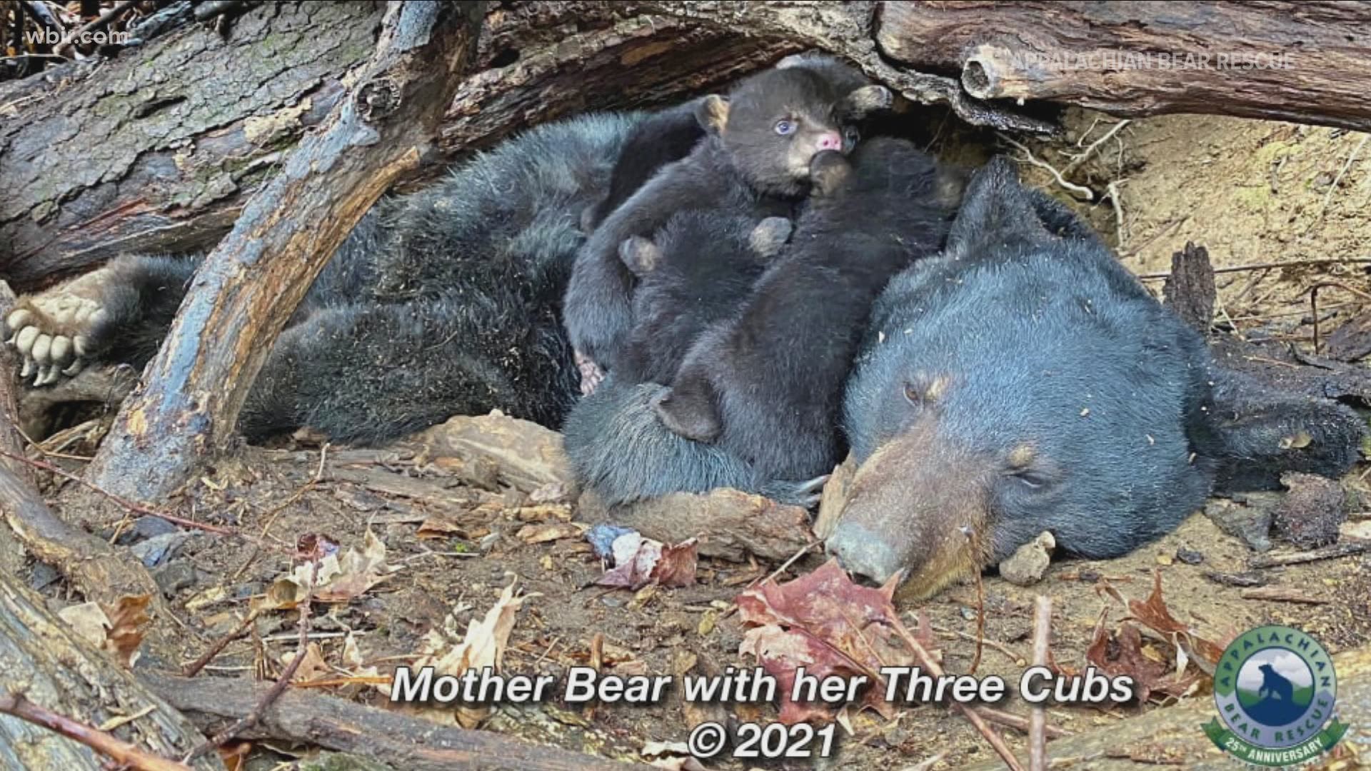 The Appalachian Bear Rescue said that they received more calls, emails and text messages about black bears on the move.