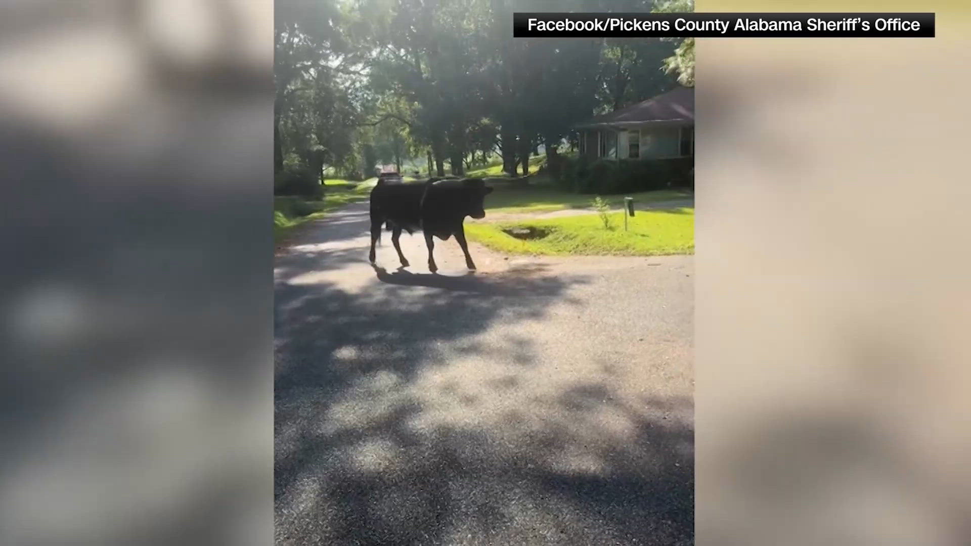 Deputies capture runaway bull after chaotic chase