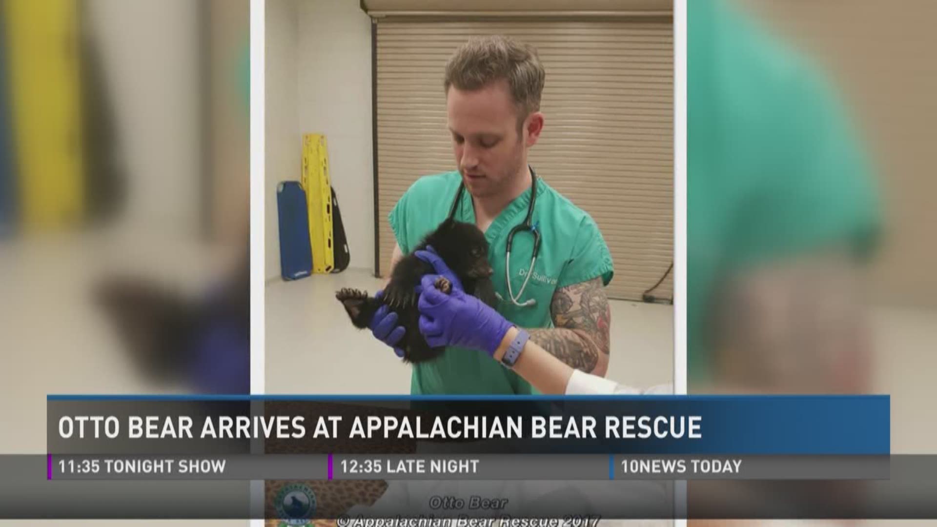 April 11, 2017: A new bear is now living at Appalachian Bear Rescue.