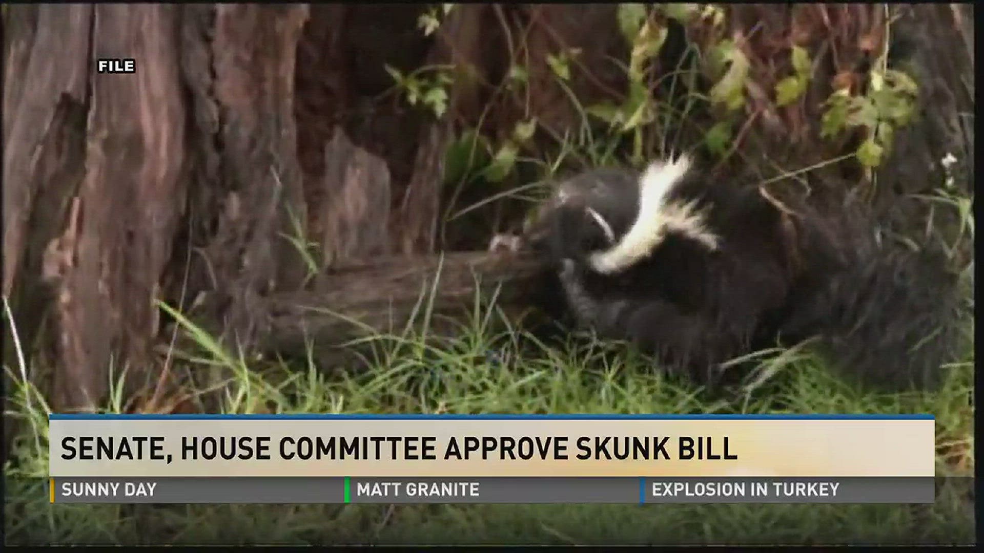 It could soon be legal to own a pet skunk in Tennessee.