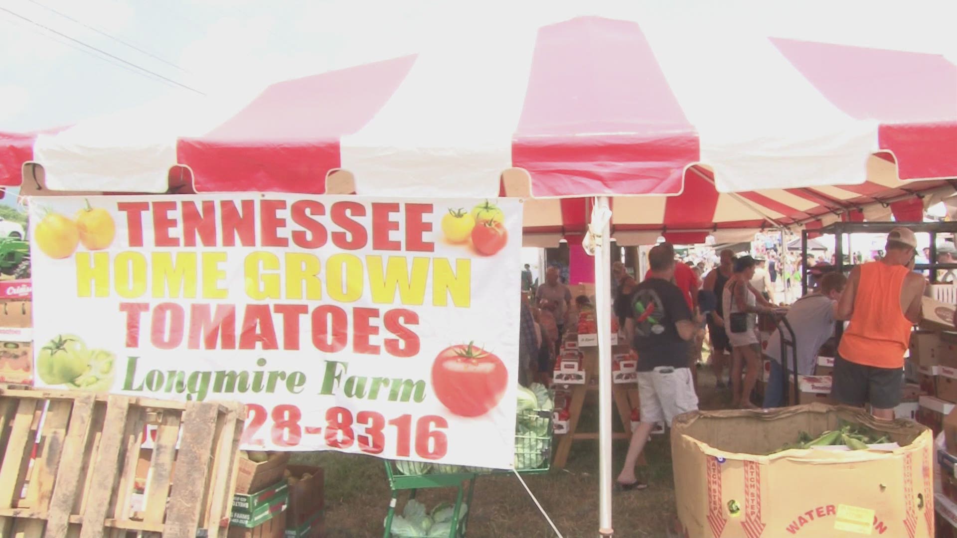 The Grainger County tomatoes were ripe and ready for the famous tomato festival in Rutledge.