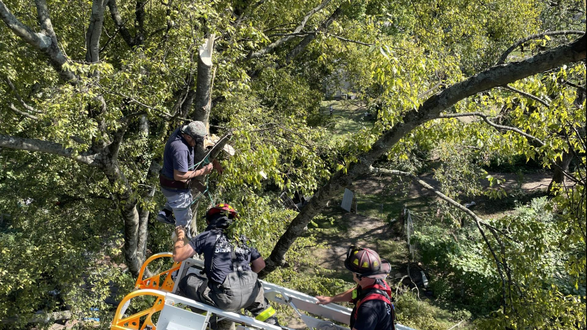 Fire Department Tree Rescue KFD rescues man stuck in tree | wbir.com