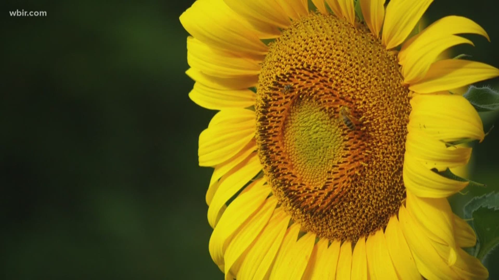 TWRA and Legacy Parks are partnering for the third Sunflower Festival at the Forks of the River Wildlife Management Area in Knoxville on Saturday, July 13 from 9 a.m. to noon. Folks are asked to ONLY park in the TWRA Gravel parking lot at the end of McClure Lane. July 1, 2019-4pm.