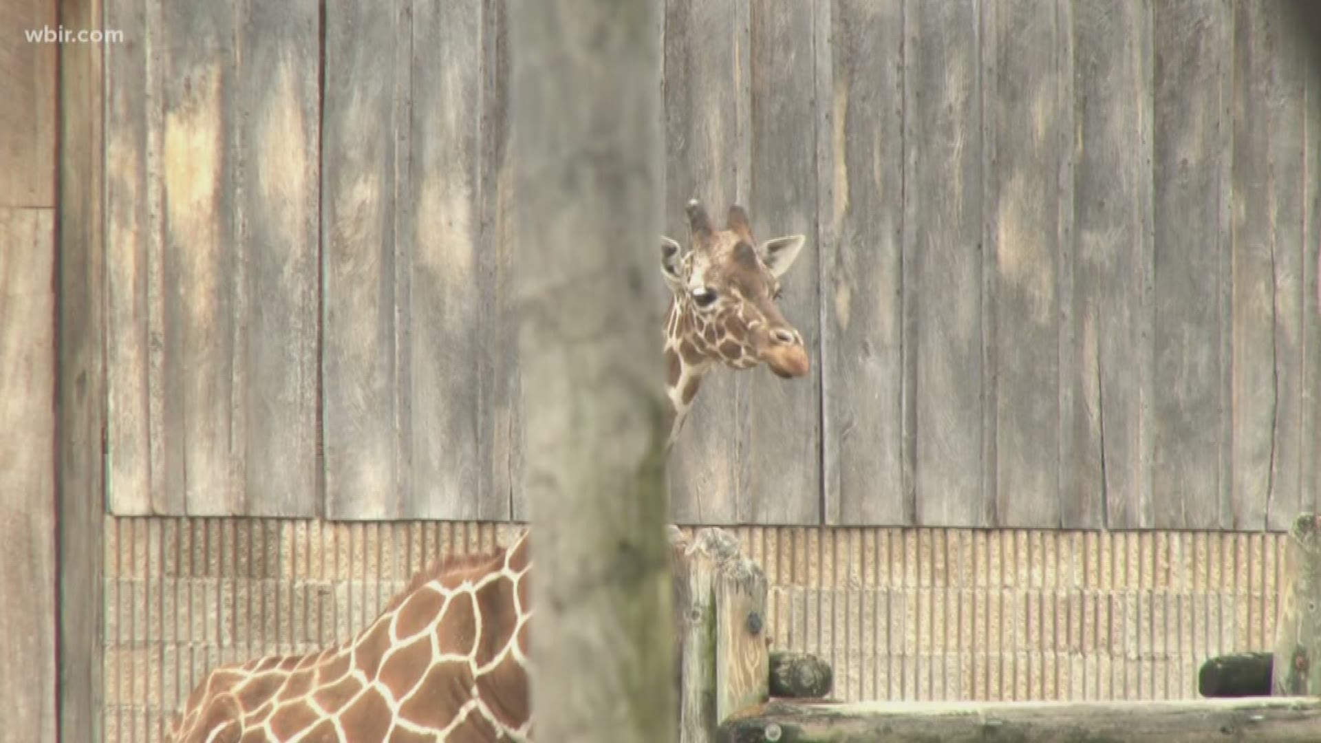 Zoo Knoxville is mourning the loss of a beloved friend.
