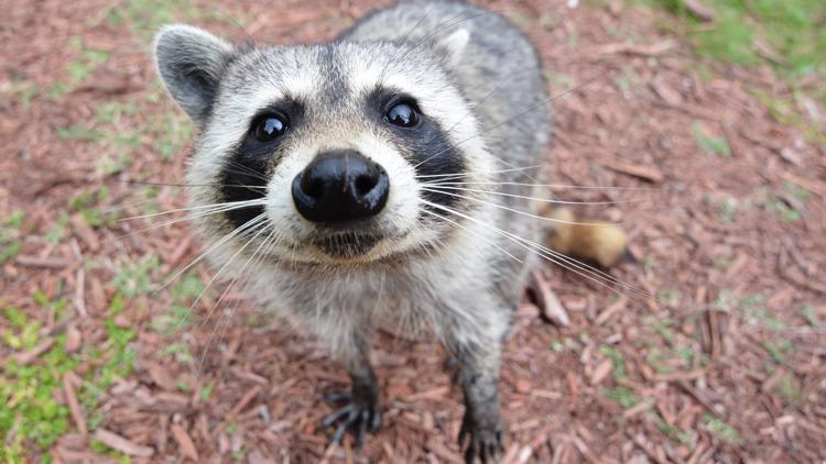 Raccoon rabies vaccines fall from the sky in East Tennessee