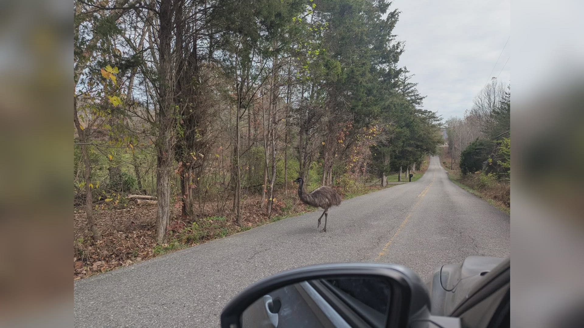 It turns out the animal was an emu. So Sara Foster took to Facebook to ask the neighbors if anyone was missing the large bird.