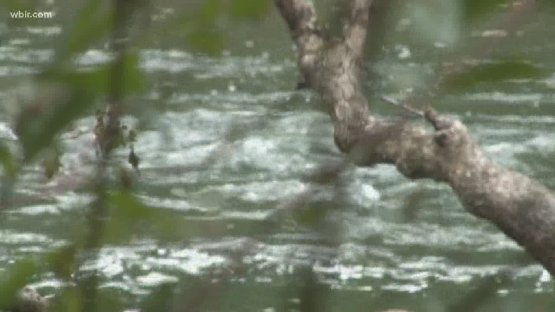 The National Park Service is celebrating 50 years of federal protection for the Obed Wild and Scenic River in Morgan County that aimed to limit human interaction with certain rivers across the country.