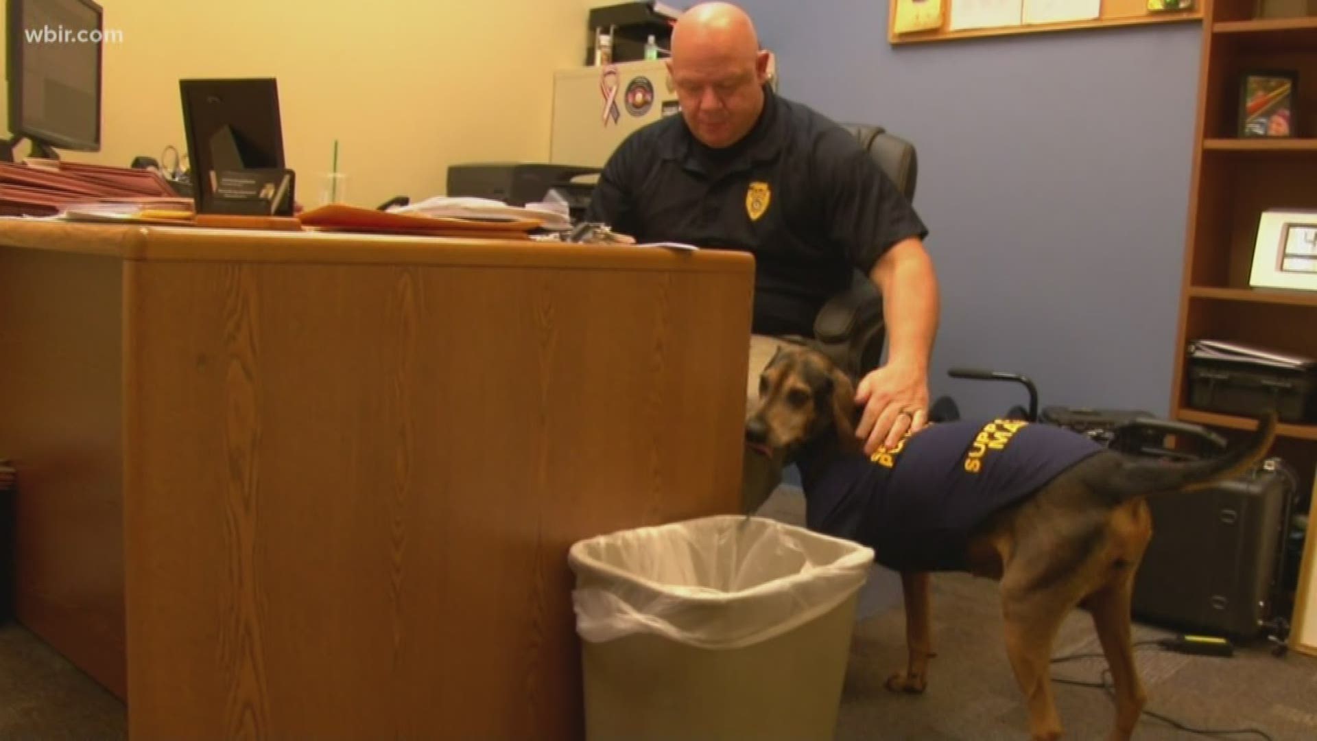 A Sevier county hound mix -- Maddie -- has a new home with the Sevierville Police Department. She will serve to cheer others up as a Support K-9.
