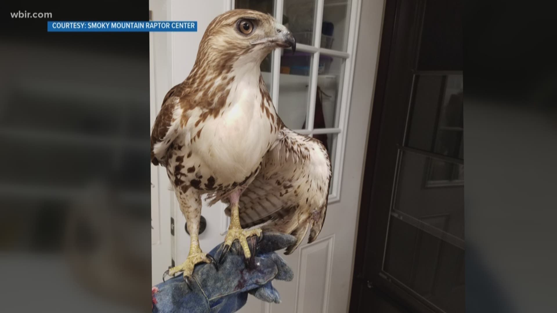 April 23, 2018: The Smoky Mountain Raptor Center has recently been swamped with birds needing a little help.
