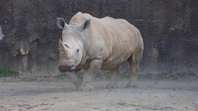 Zoo Knoxville mourns death of white rhino