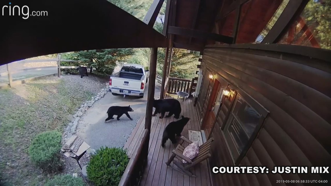 This Bear Made A Huge Mistake Breaking Into This Sevierville Home (Twra) - qpxd06u