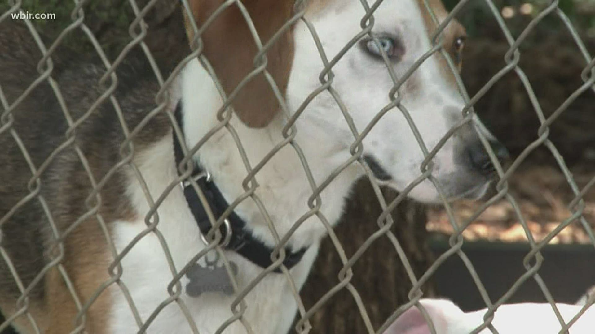 Humane Society holds pet food pantry