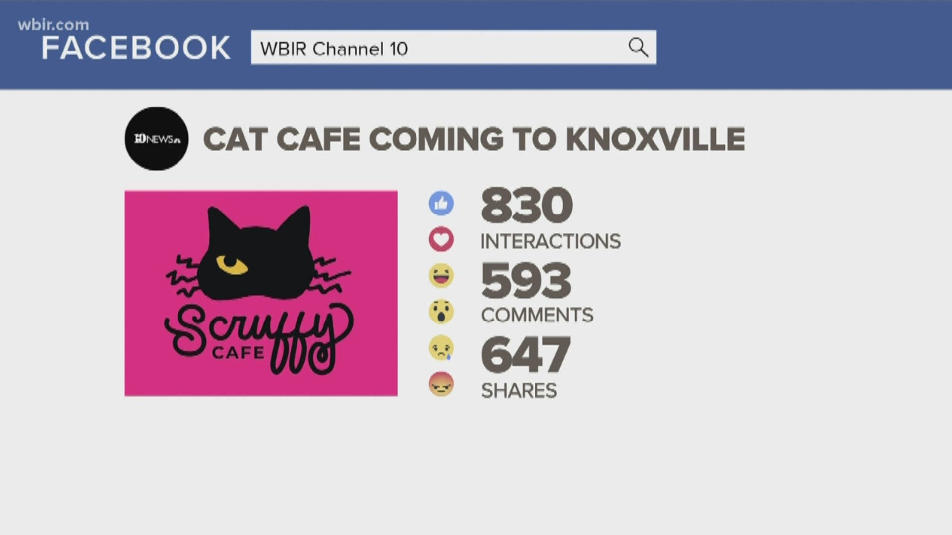 The news of a cat cafe opening in North Knoxville inspired a few questions from people who have never visited one before.