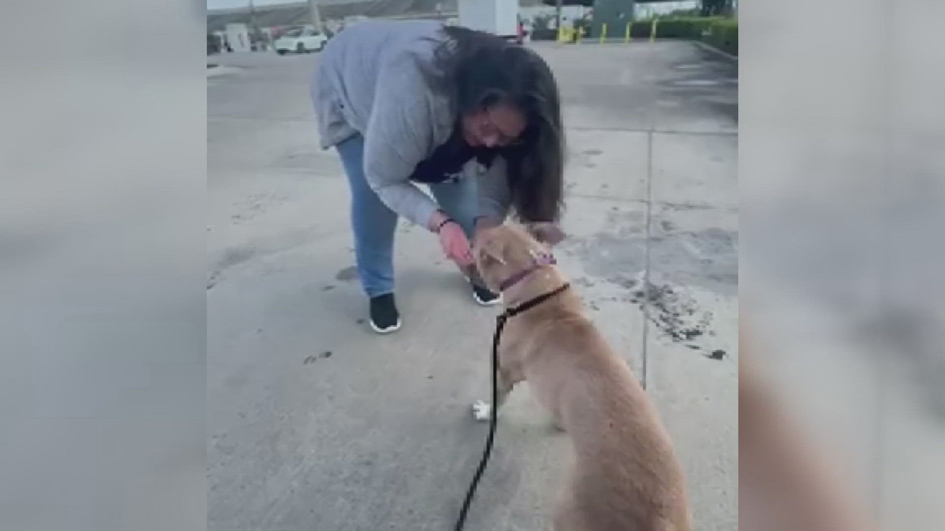 The crash on I-40 killed a couple traveling through Loudon County. After days of uncertainty, their dog, Zoe, has found a new place to call home.