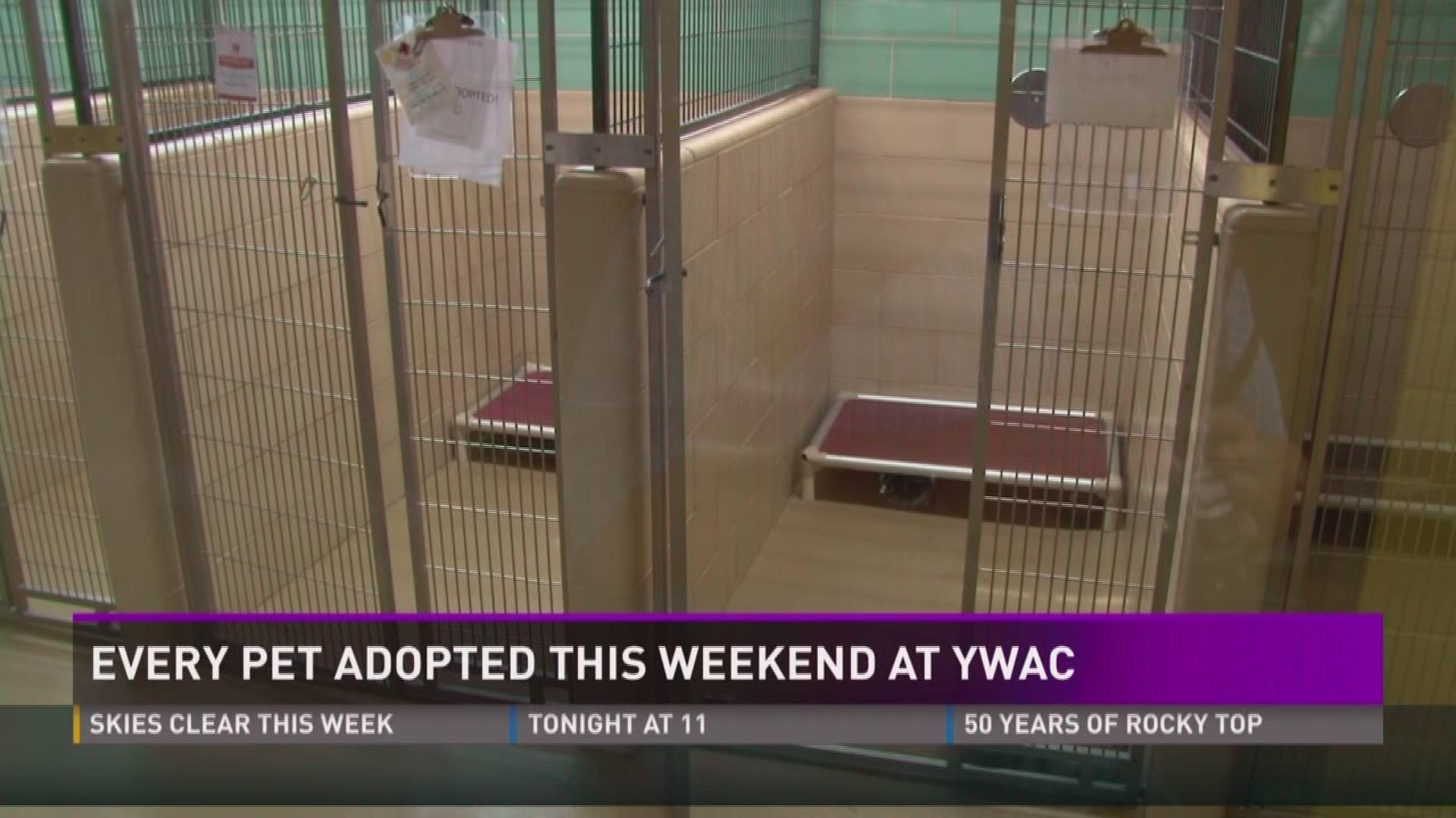 Aug. 14, 2017: Every single pet at Young-Williams Animal Center found a home after the shelter waived adoption fees for the weekend.