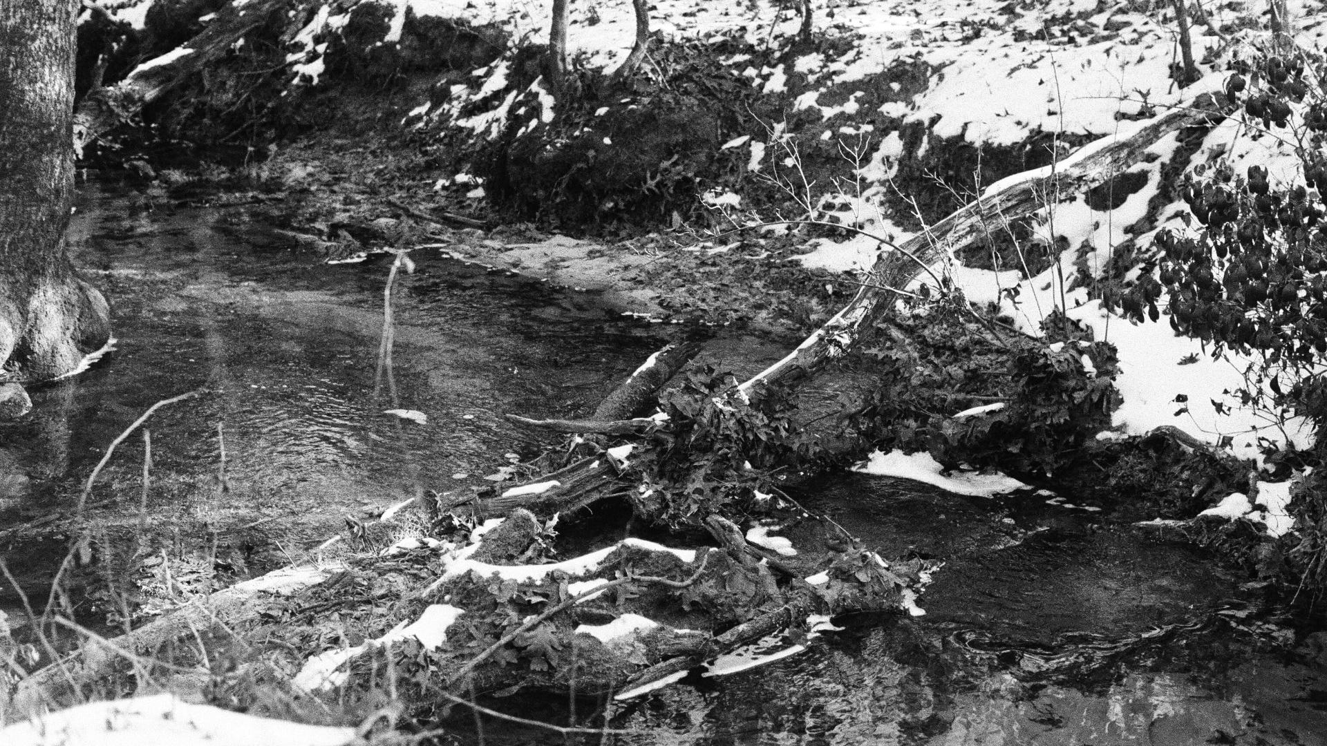 Hunters and TWRA grapple with wild hog crisis in East Tennessee | wbir.com