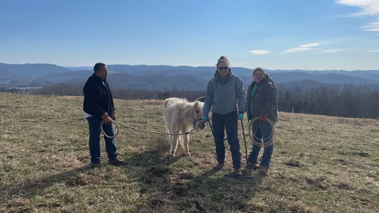 Little horse, big support | Nonprofit rescues blind, neglected mini horse