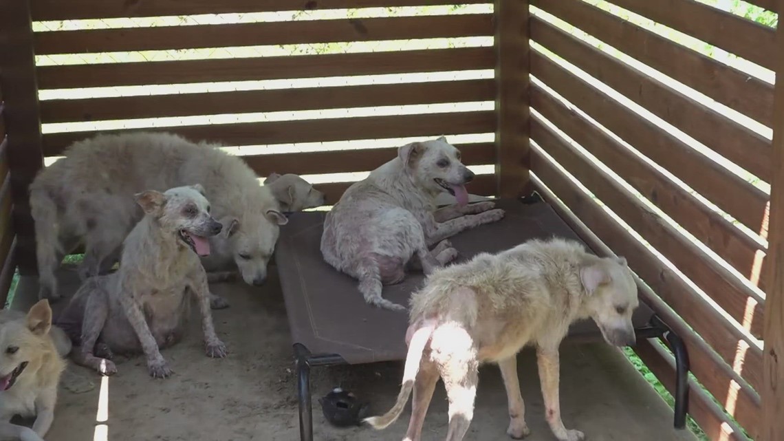 Dozens of dogs rescued from Kentucky home in worst case animal control