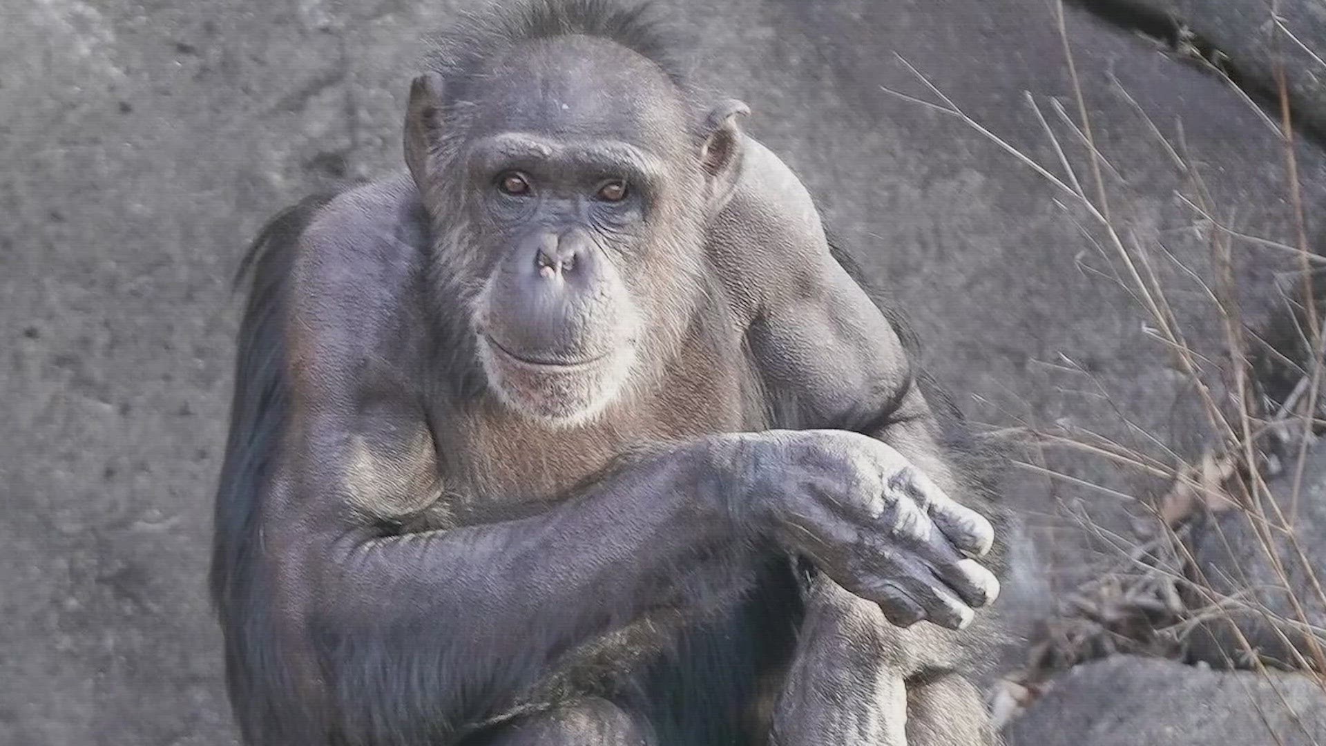 Binti was 38 years old and had most recently given birth to baby Stevie in 2022. The zoo said she was surrounded by her care team until the end.