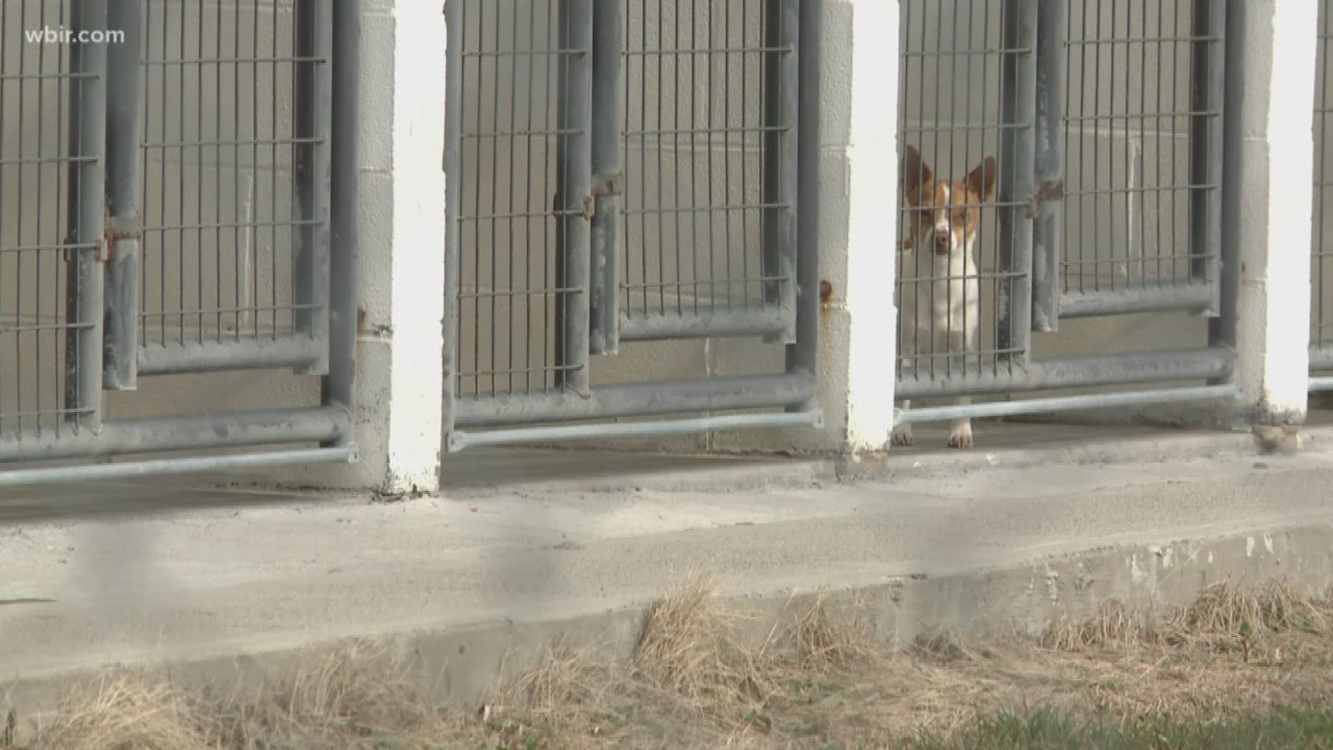 A Claiborne County animal shelter issued a bizarre warning about impostor stealing pets. Leaders said they have heard of several cases so far.