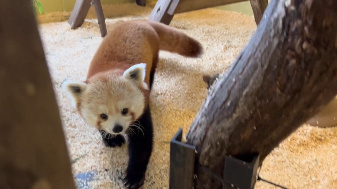 Zoo Knoxville receives triplet red panda cubs