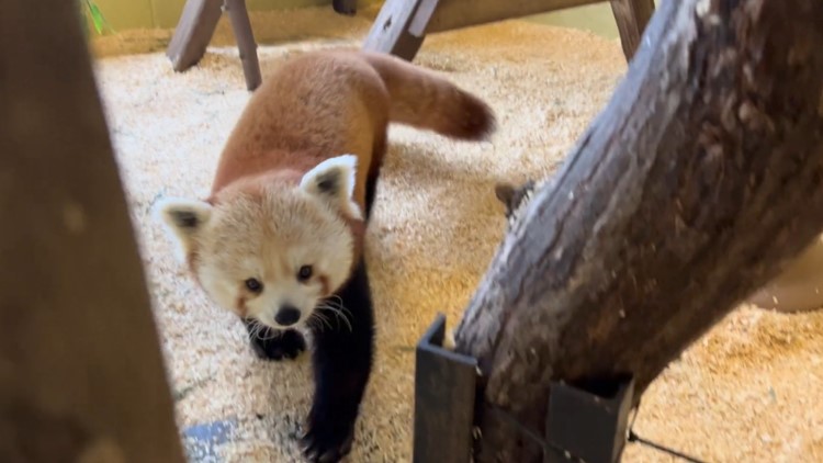Triplet red panda cubs debut at Zoo Knoxville