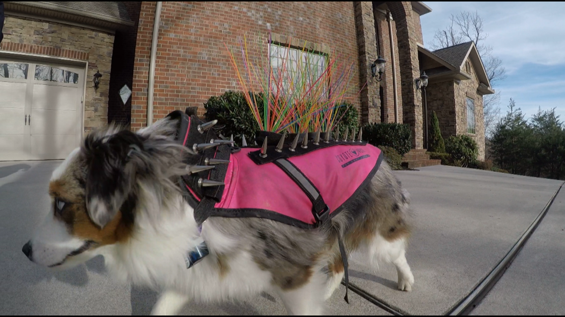 CoyoteVest For Dogs+Cats: Funny But Needed!