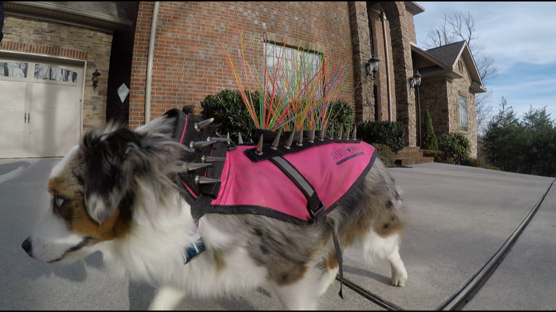 CoyoteVest uses flashy spikes to deter coyotes from attacking our