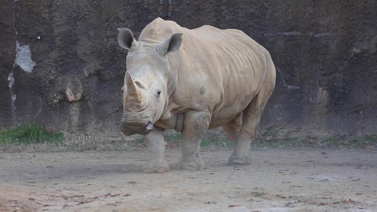 Polly, Zoo Knoxville's white rhino, died Friday morning after days of deteriorating health