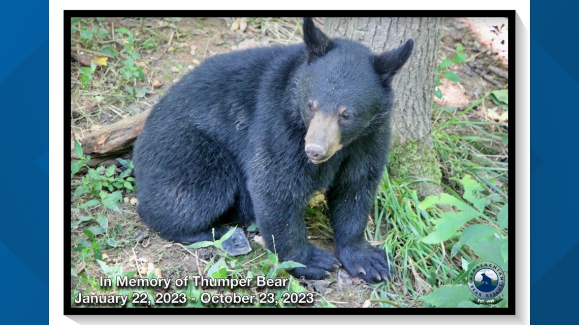 Flapjack, bear at Appalachian Bear Rescue dies after sudden illness, other  bears sick