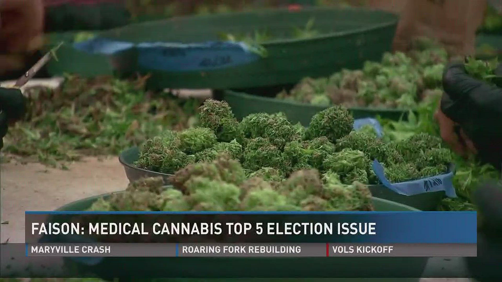 Medical cannabis will be in the top five election issues