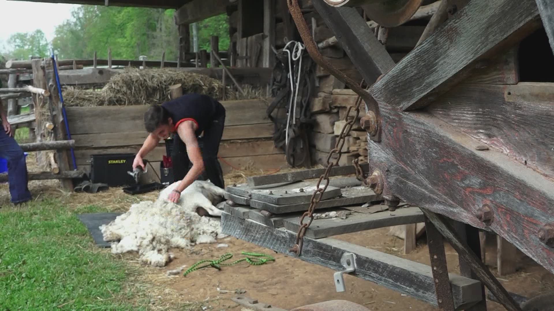 The Museum of Appalachia's Sheep Shearing event is May 1. Visit museumofappalachia.org to learn more. April 29, 2021-4pm.