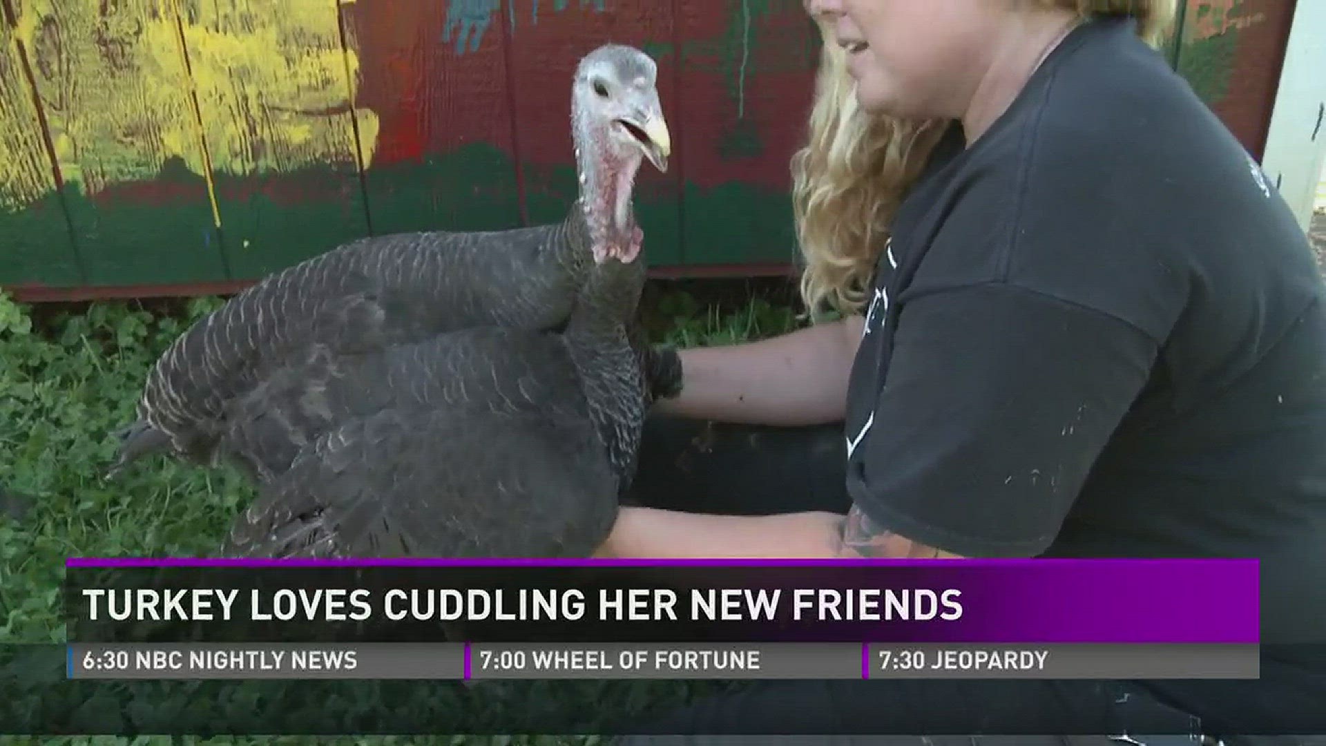 Adeline the cuddle turkey gobbles up attention 