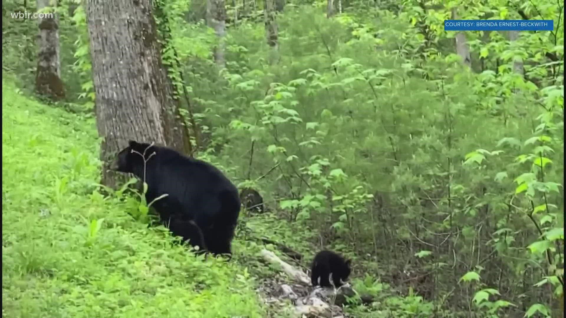Bears are more active this time of year as they search for food.