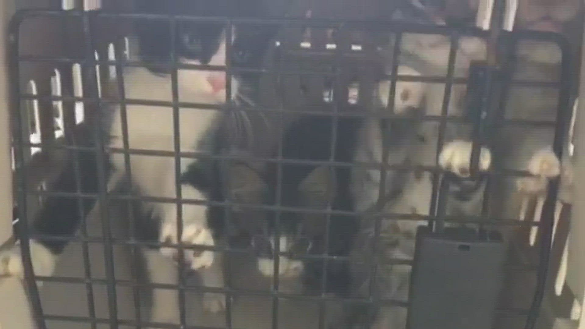 Humane Society of TN Valley takes 60 kittens after A/C breaks at Campbell  Co. animal shelter 