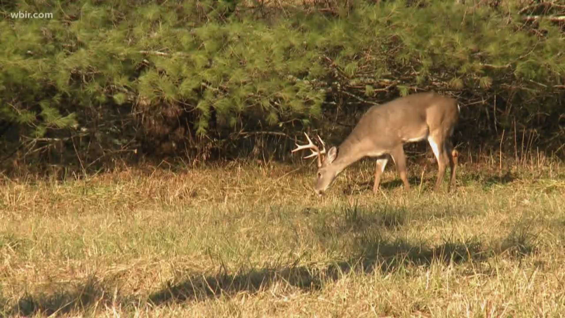 The Holston Army Ammunition Plant in Kingsport says an outbreak of epizootic hemorrhagic disease, or E-H-D, has killed too many deer to allow for hunting.