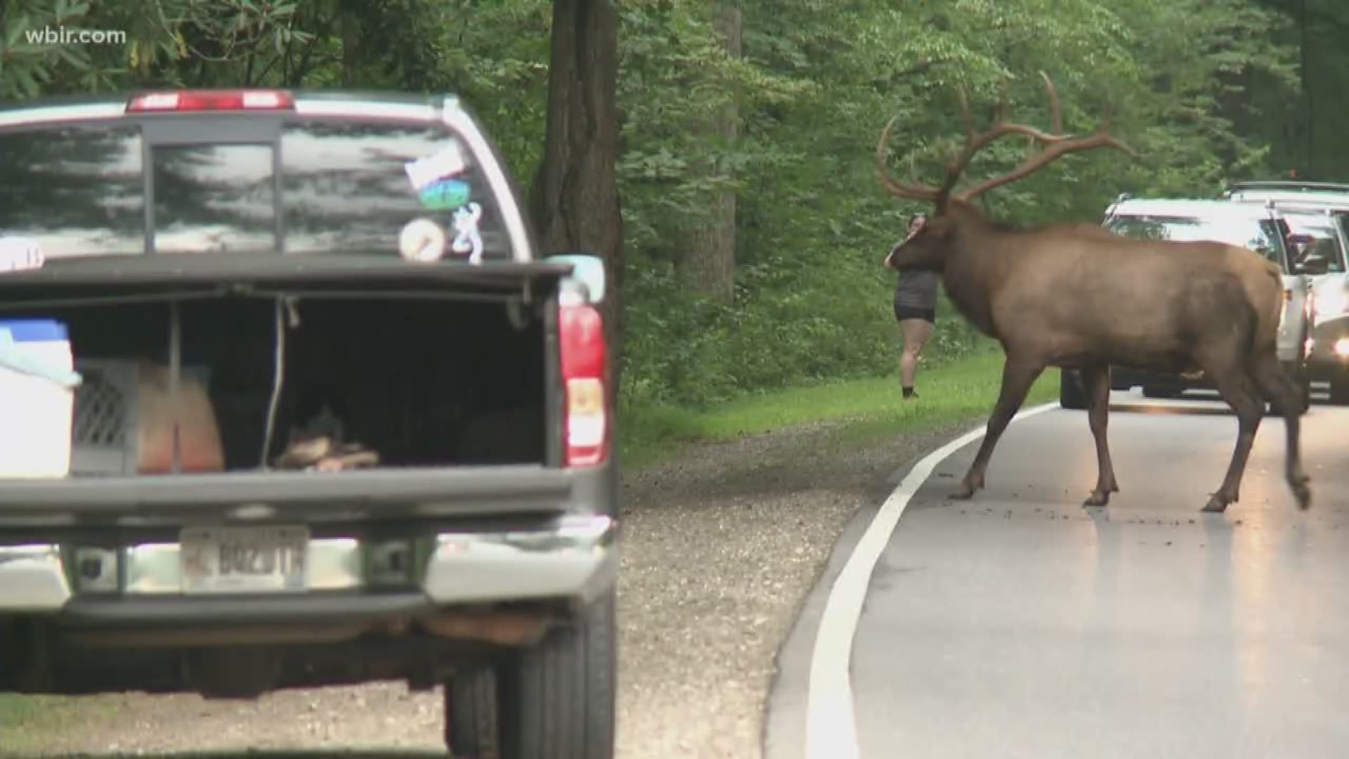 Park rangers in the Smokies are warning visitors  about particularly aggressive elk behavior after a woman posted video on Facebook showing elk crowded around a tree that forced a man to climb for safety.