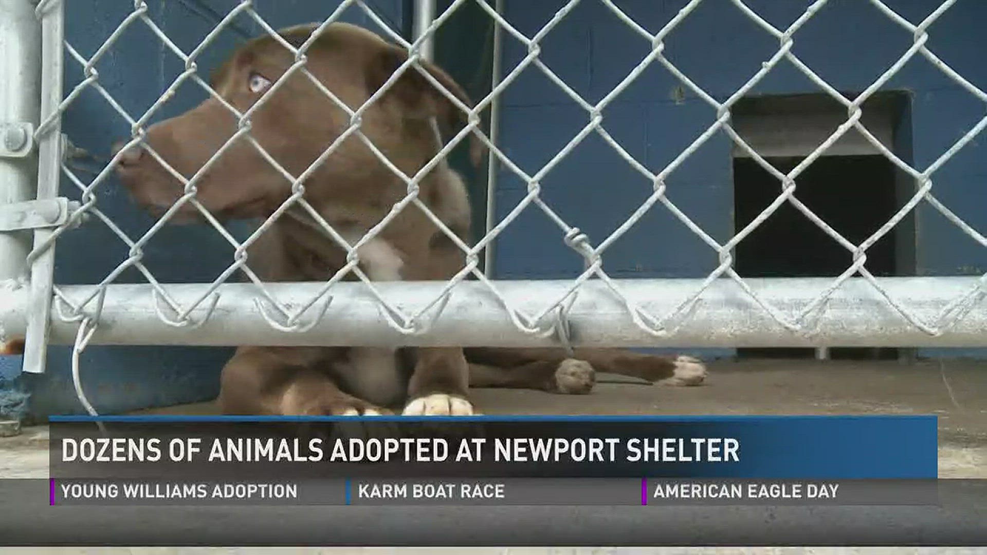 The Newport Animal Shelter is pushing to clear out its cages ahead of its impending closure July 1.