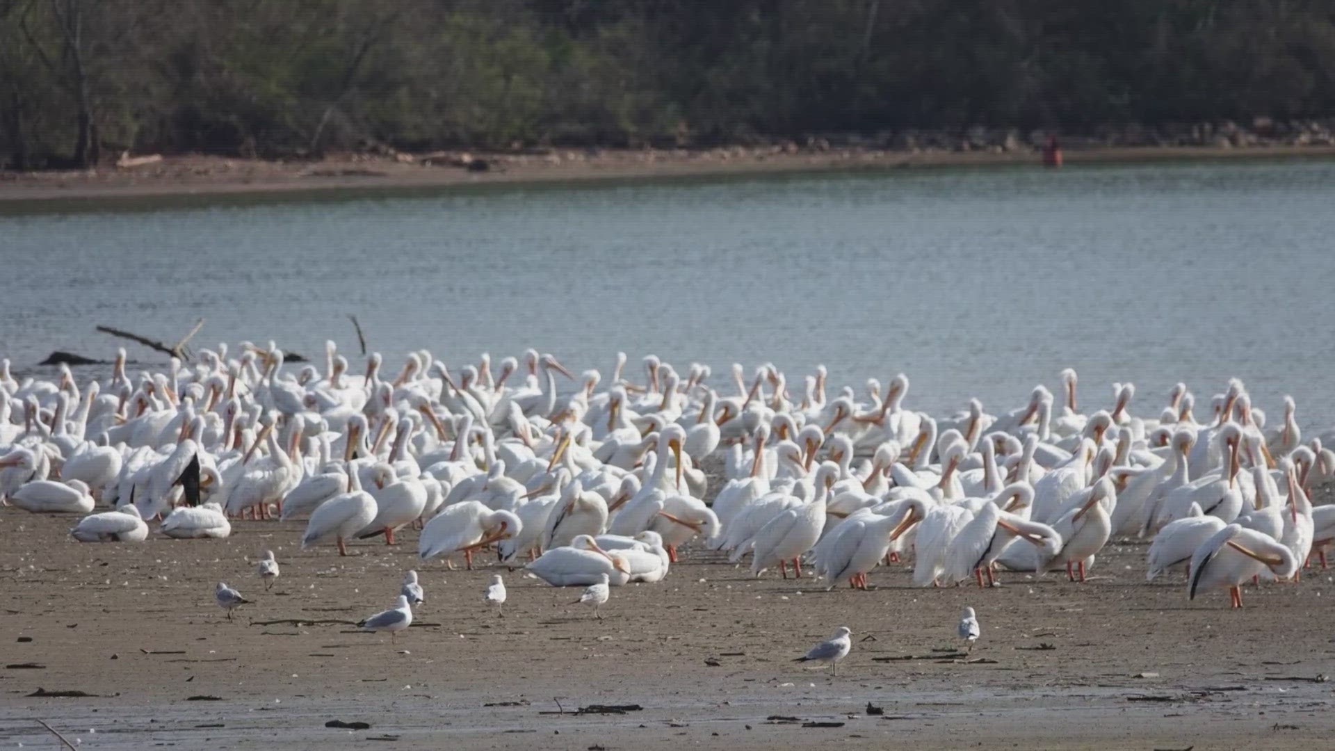 It’s certainly a sight we’re not used to seeing here in East Tennessee… Yes, those are pelicans.