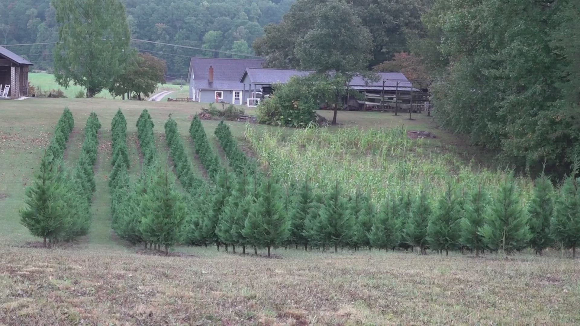A farmer in Heiskell said the cold weather and dry conditions have taken a toll on the Christmas trees he grows and sells.