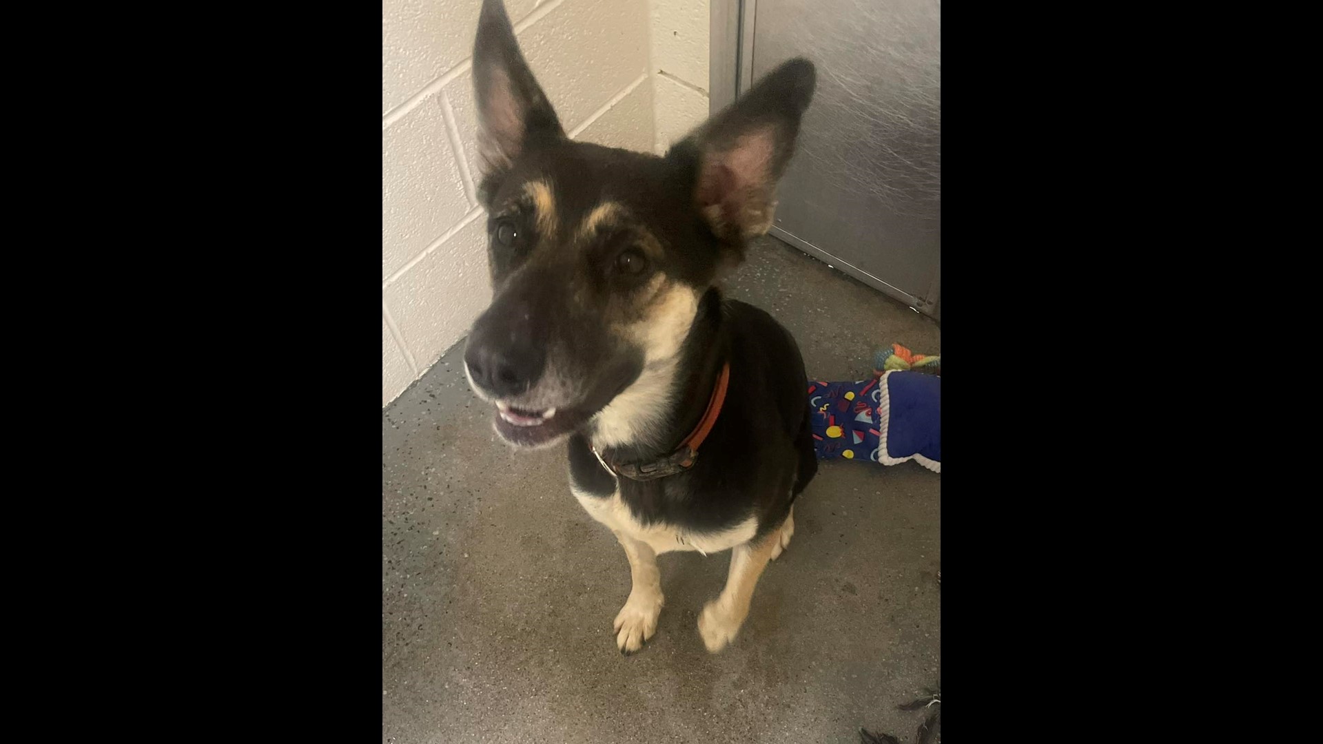 Morristown Hamblen Human Society closes shelter due to parvo