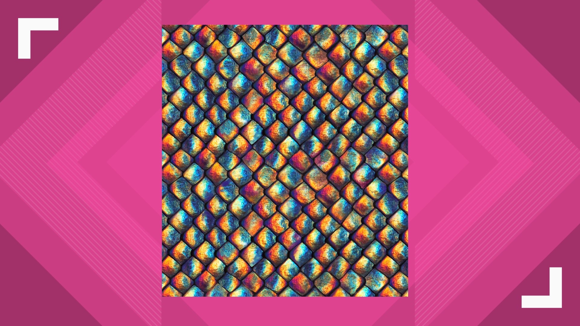 Designer Patricia Nash fashions limited edition handbags to support Zoo