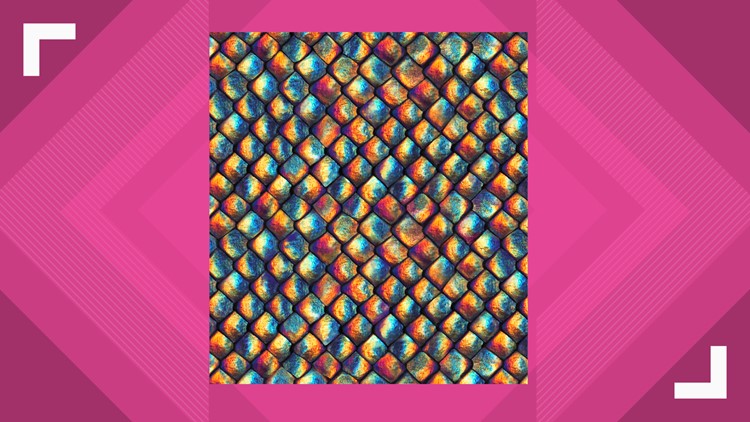 Patricia Nash python lining