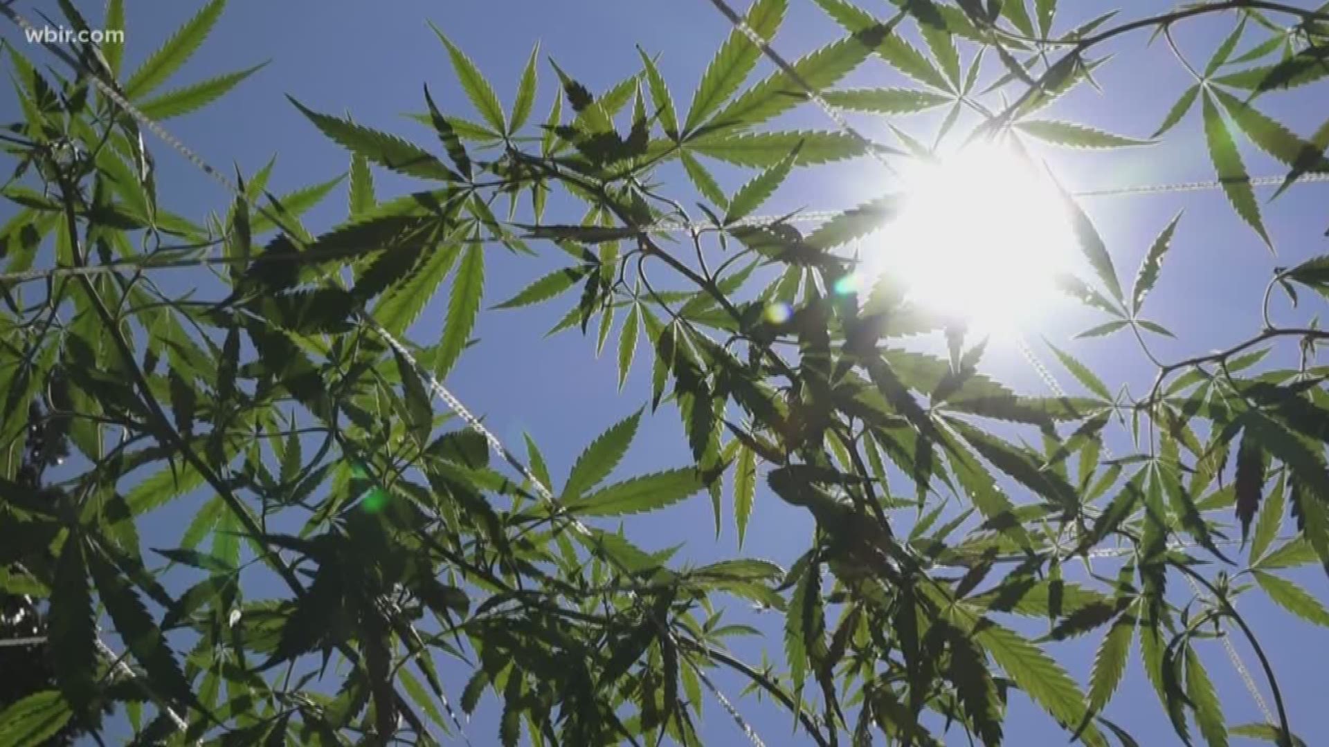 State agriculture leaders issued nearly 3,000 hemp growing licenses this year.