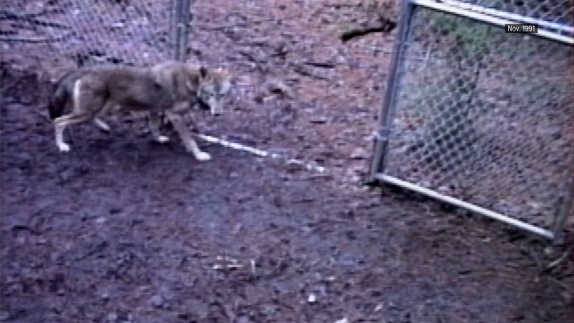 Red wolf experiment left lasting legacy in Smokies