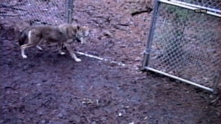 Red Wolf November 199 Great Smoky Mountains National Park